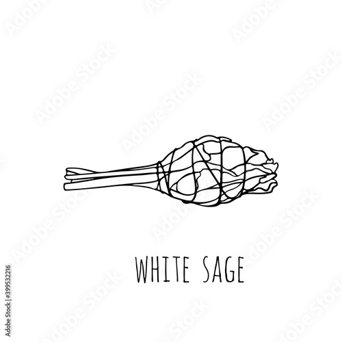 Hand-drawn bunch of white sage. Ancient incense of the Indians of America for meditation and spirituality sessions. Vintage vector illustration on isolated background.