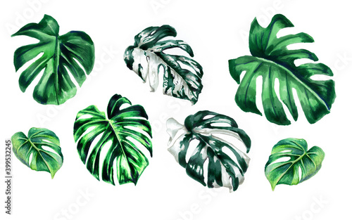 Set tropical leaves. Botanical watercolor illustrations. Monstera variegated leaf isolated on white background Beautiful illustration for books, textiles, packaging, curtains, postcards, Wallpaper