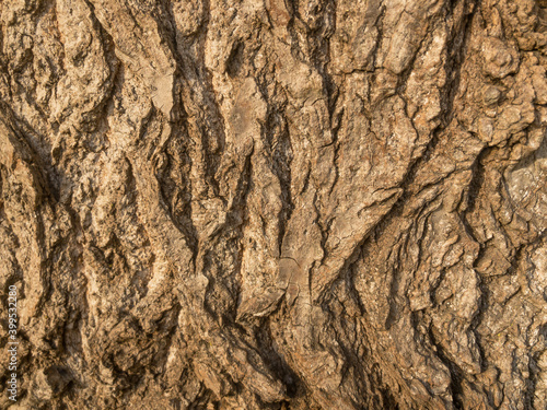 Old sturdy tree bark, closeup