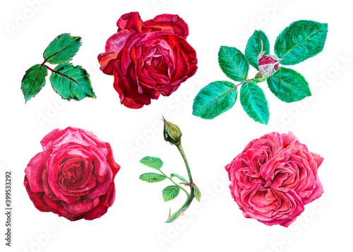 Red roses. Set of watercolor botanical illustration with flowers isolated on white background