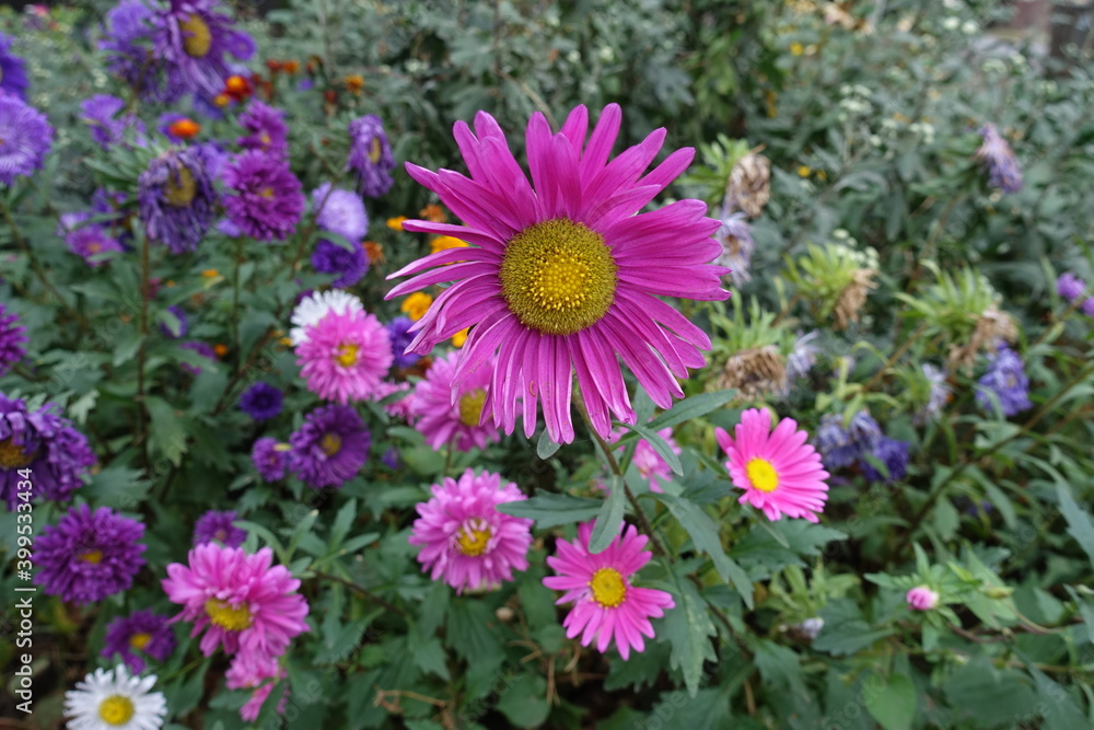 Dark purple and pink flowers of China asters in September Dark purple and pink flowers of China asters in September