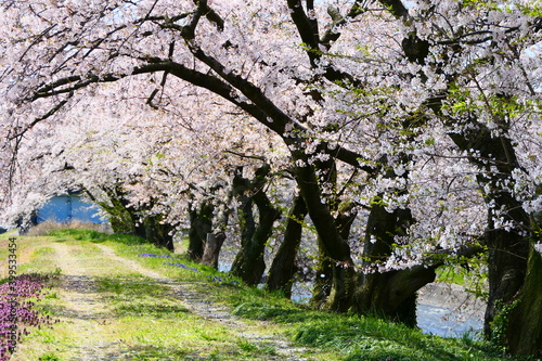 Wallpaper Mural 桜のトンネル。舟川べり桜並木。朝日、富山、日本。4月中旬。 Torontodigital.ca