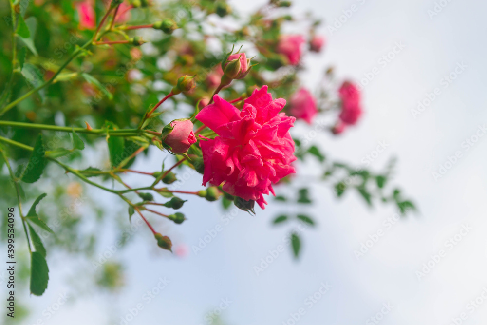 Flowers of a pink climbing rose on a bush in the garden. Flowers of a pink climbing rose on a bush in the garden.