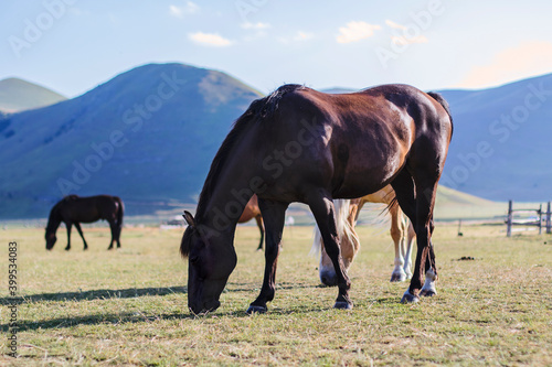  Horses grazing the grass with sunlight in the background, located in the plain of Castelluccio di Norcia, passion for animals, freedom and wild scenery