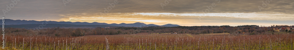 Panorama of wineyard in early winter, red grape vine branches are ready to be pruned. Growing grapes for wine in karst region, Slovenia during winter time.