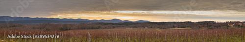 Panorama of wineyard in early winter, red grape vine branches are ready to be pruned. Growing grapes for wine in karst region, Slovenia during winter time. © Anze