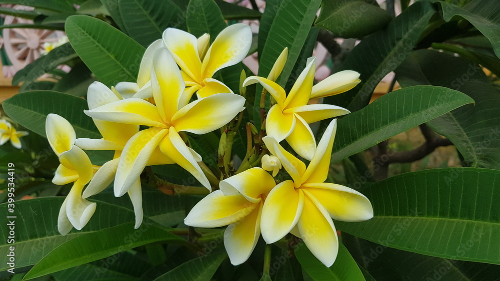 Cambodia. Frangipani flower. Plumeria is a genus of flowering plants in the family Apocynaceae. Most species are deciduous shrubs or small trees. Plumeria is also used as a common name. Cambodia. Frangipani flower. Plumeria is a genus of flowering plants in the family Apocynaceae. Most species are deciduous shrubs or small trees. Plumeria is also used as a common name.