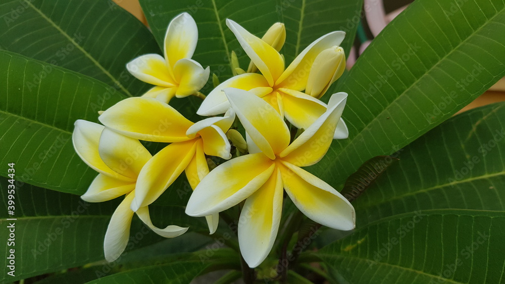 Cambodia. Frangipani flower. Plumeria is a genus of flowering plants in the family Apocynaceae. Most species are deciduous shrubs or small trees. Plumeria is also used as a common name. Cambodia. Frangipani flower. Plumeria is a genus of flowering plants in the family Apocynaceae. Most species are deciduous shrubs or small trees. Plumeria is also used as a common name.