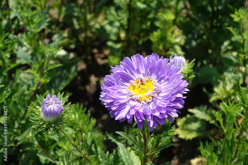 One semi double violet flower of China aster in mid August One semi double violet flower of China aster in mid August
