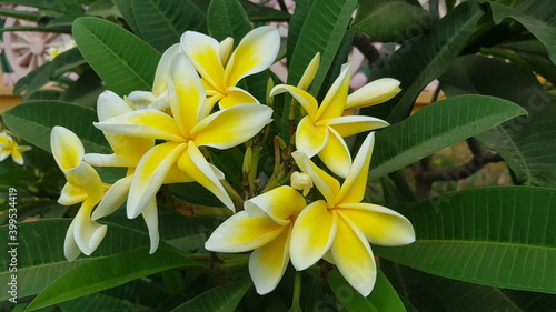 Cambodia. Frangipani flower. Plumeria is a genus of flowering plants in the family Apocynaceae. Most species are deciduous shrubs or small trees. Plumeria is also used as a common name.