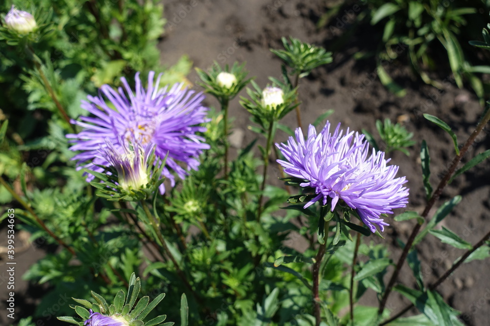 Two violet flowers and buds of China aster in August Two violet flowers and buds of China aster in August