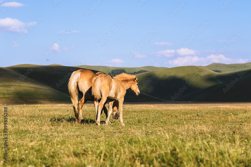 
Horses grazing the grass with sunlight in the background, located in the plain of Castelluccio di Norcia, passion for animals, freedom and wild scenery