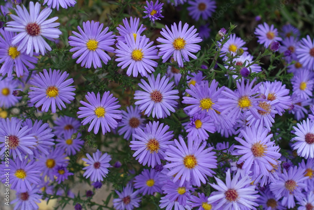 Completely opened violet flowers of Michaelmas daisies in October Completely opened violet flowers of Michaelmas daisies in October
