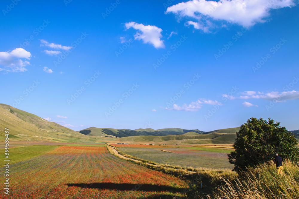 
Horses grazing the grass with sunlight in the background, located in the plain of Castelluccio di Norcia, passion for animals, freedom and wild scenery