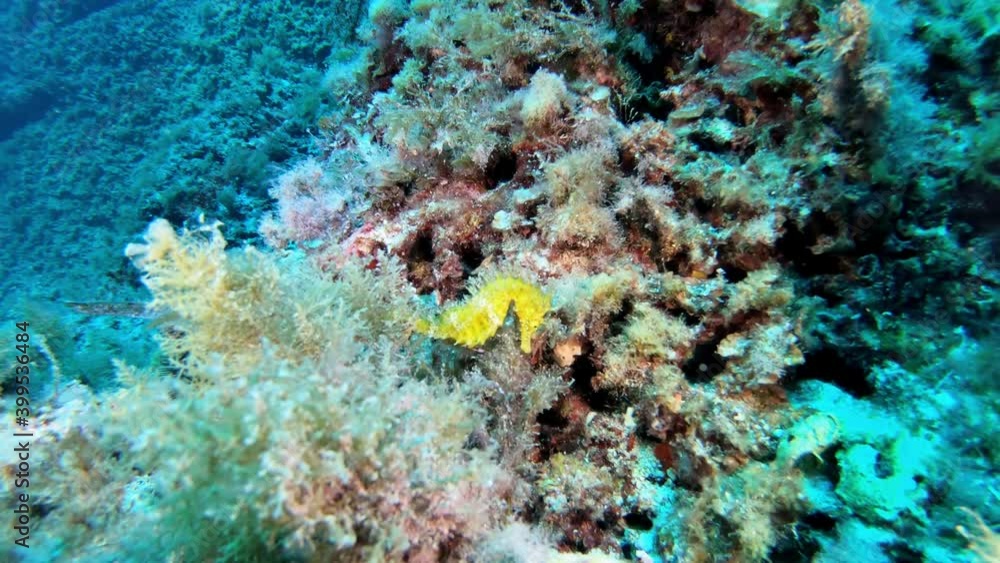 Underwater seahorse over a colouful seabed - Scuba diving in Majorca Underwater seahorse over a colouful seabed - Scuba diving in Majorca