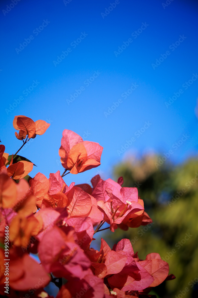 red flower red flower
