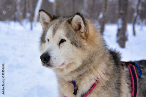 Close-up of an Alaskan Malamute