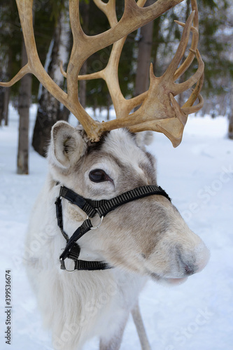 Christmas Santa Claus deer