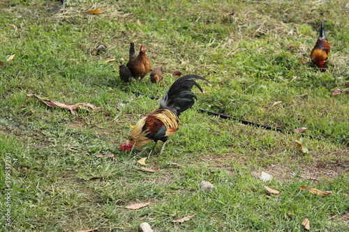 vorwerk chicken and coq on a pasture in summer photo