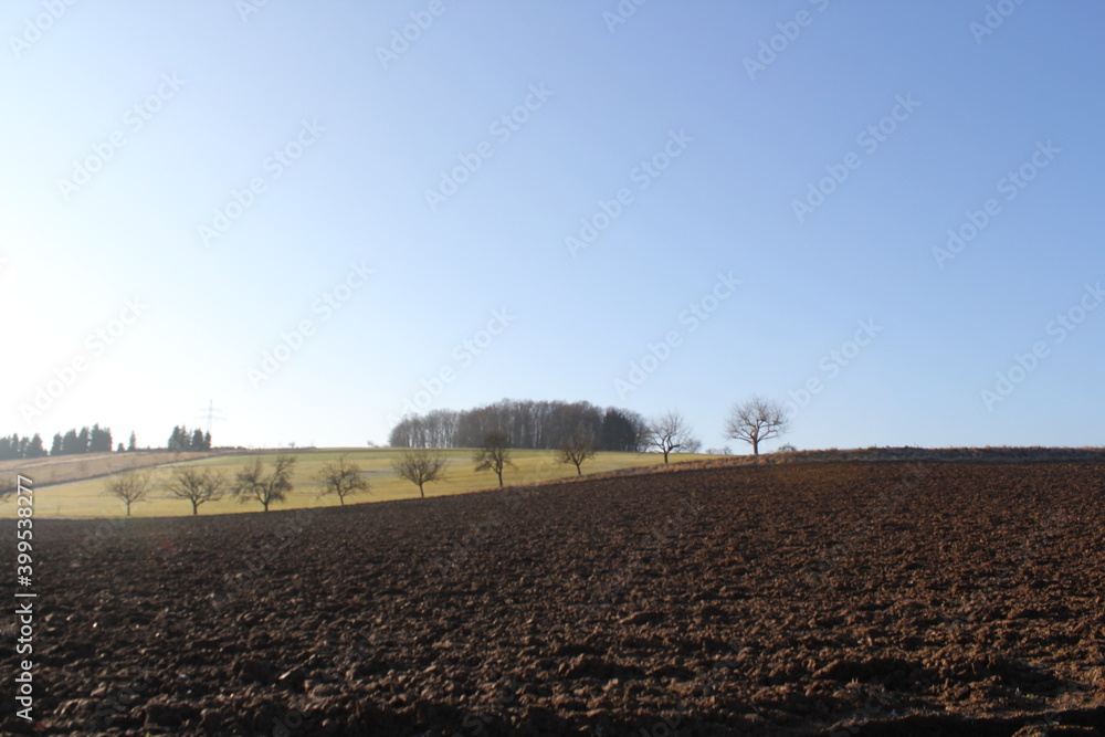 row of trees in winter on a curvy horizon with blue sky