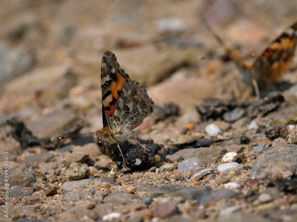 Rusałka osetnik (Vanessa cardui, syn. Cynthia cardui) jest pięknym motylem wędrownym