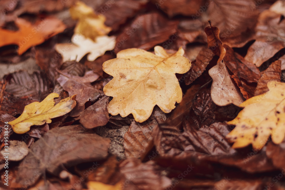 Autumn background of fallen wet oak leaves Autumn background of fallen wet oak leaves