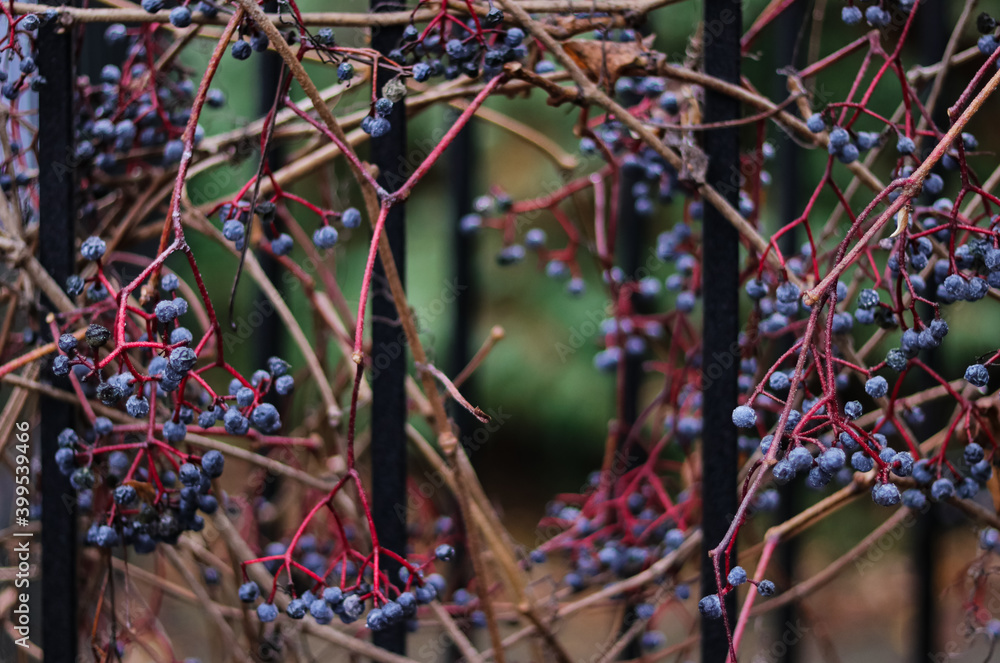 Dry ivy vines with blue berries wrapped around a metal fence