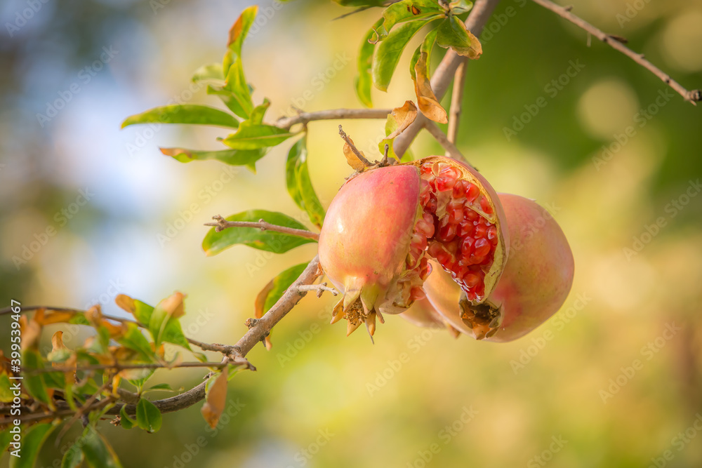 Cracked ripe juicy natural organic bio pomegranate hangs on a branch in sunny Turkey in autumn. Cracked ripe juicy natural organic bio pomegranate hangs on a branch in sunny Turkey in autumn.