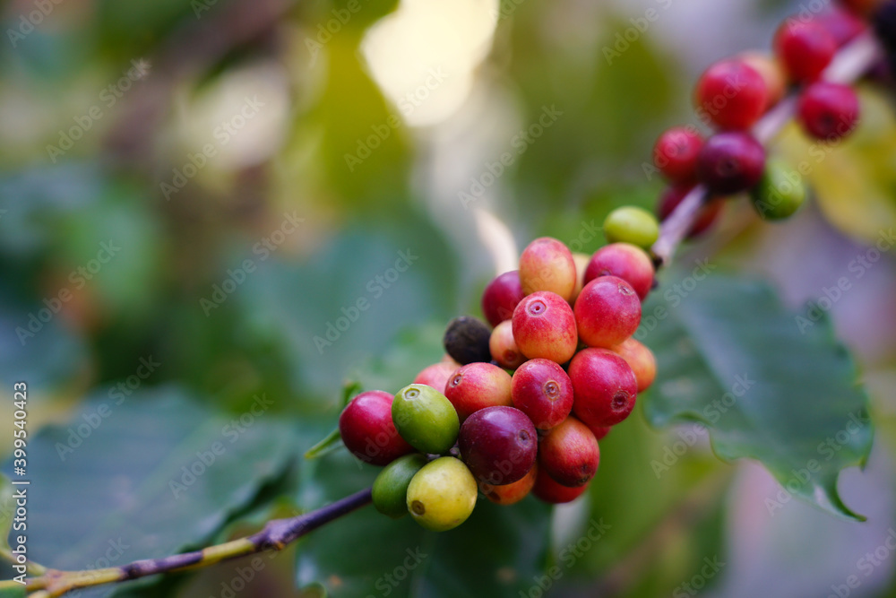 Selective focus fresh coffee beans raw food from natural good beverage the colorful seed in agriculture farm growing in countryside of Thailand  