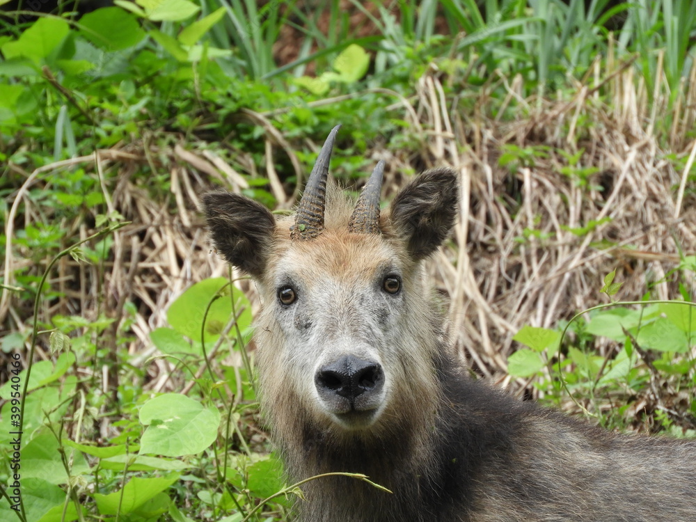 Fototapeta premium 二ホンカモシカ