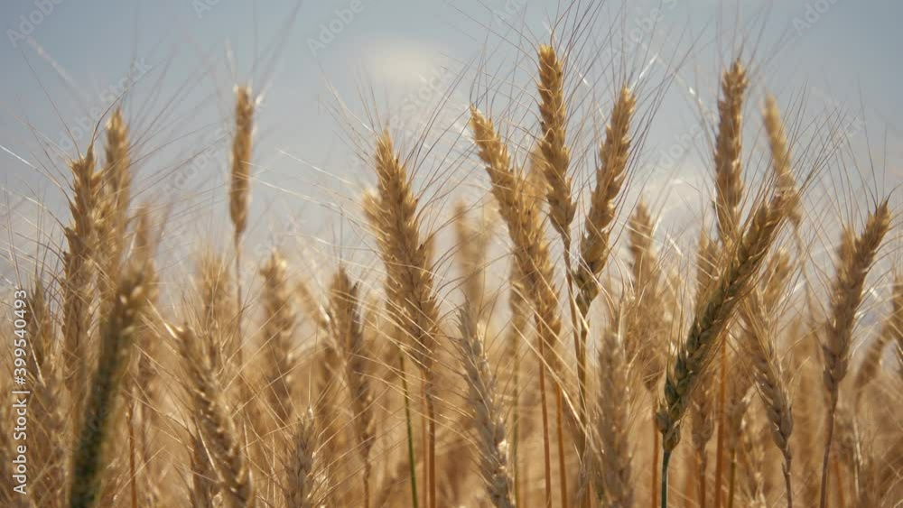 Farmer wheat field. Agriculture. Ears of golden wheat at sunset. Harvesting on fertile soil. Golden wheat field. Harvest on fertile soil. Wheat ears in sun. Farmer fertile field. Agriculture concept Farmer wheat field. Agriculture. Ears of golden wheat at sunset. Harvesting on fertile soil. Golden wheat field. Harvest on fertile soil. Wheat ears in sun. Farmer fertile field. Agriculture concept
