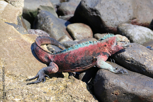 Española iguanas (Christmas Iguanas) in Galapagos
