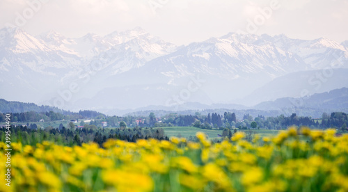 Yellow flowers meadow and beautiful view to snow covered mountains. Kempten, Bavaria, Alps, Allgau, Germany.