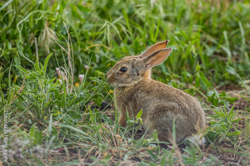 wild young rabbit in grass