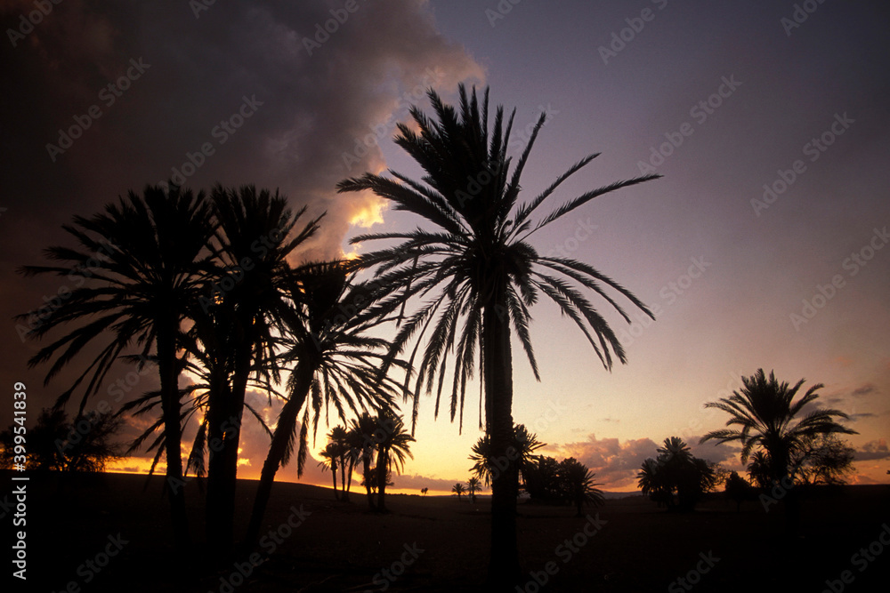 Obraz premium CYPRUS LARNAKA PALM TREE