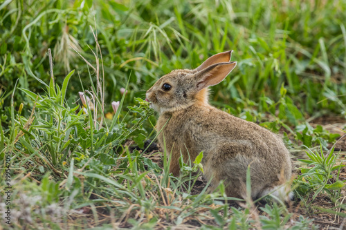 wild young rabbit in grass © Jen