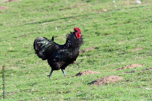 Australorp Hühner auf einem Bauernhof 