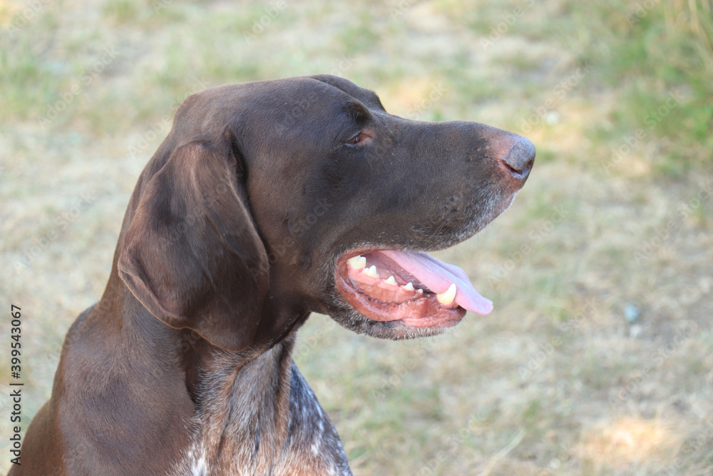 German Shorthaired Pointer male German Shorthaired Pointer male
