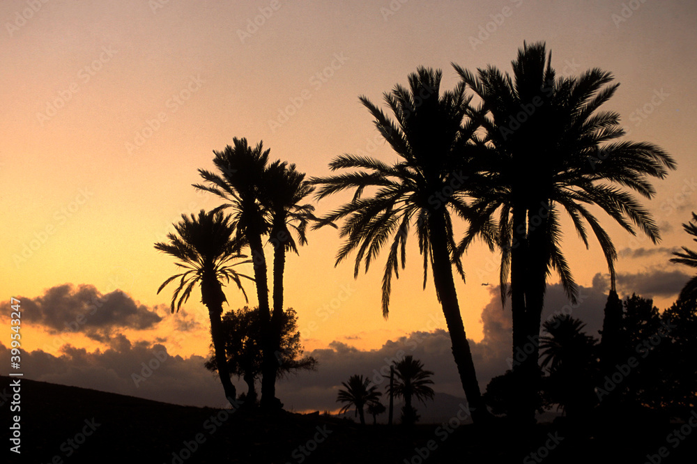 Obraz premium CYPRUS LARNAKA PALM TREE