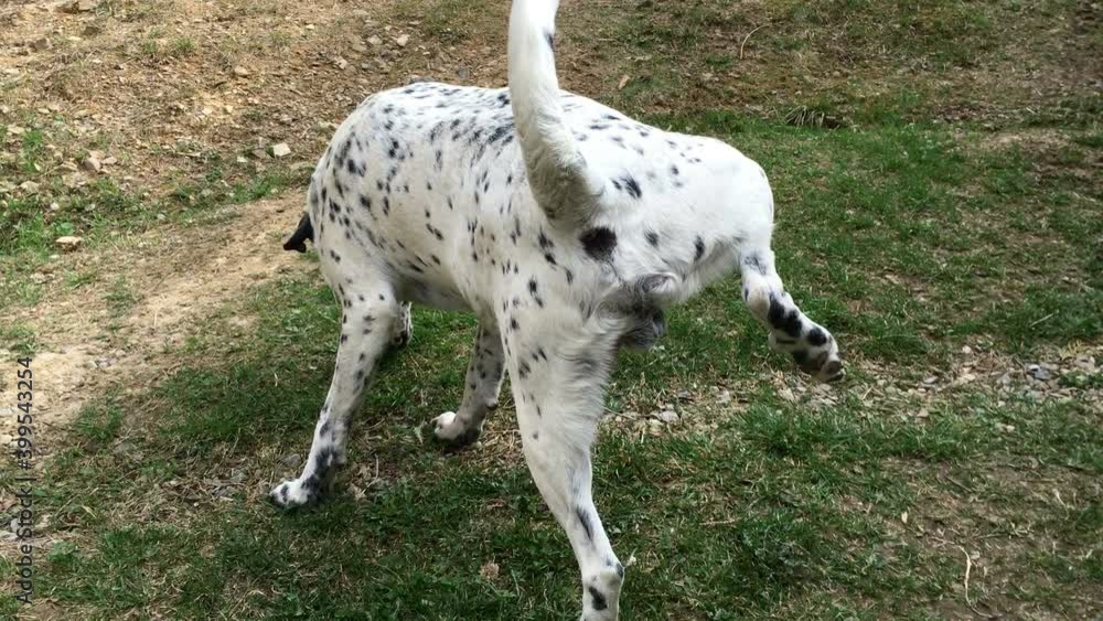 Young dalmatian male dog marking territory and peeing on green grass. Young dalmatian male dog marking territory and peeing on green grass.
