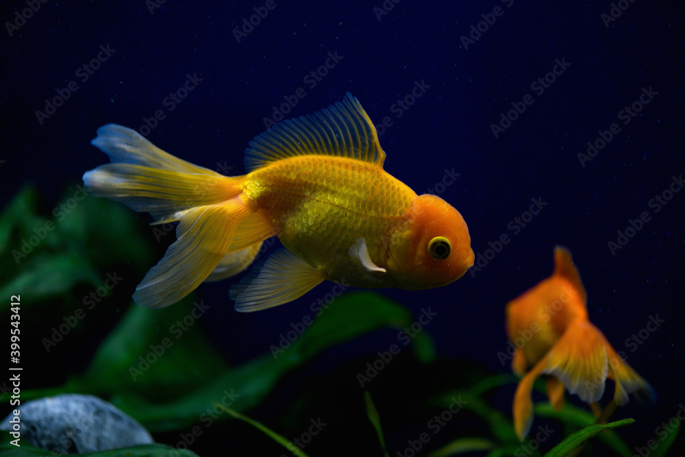 .Goldfish in an aquarium on a dark background .Goldfish in an aquarium on a dark background