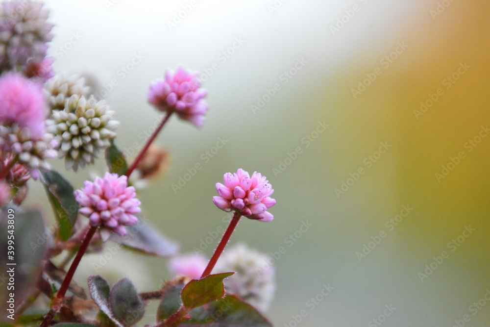 ヒメツルソバのピンクの花 ヒメツルソバのピンクの花