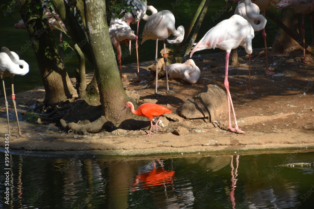 Fototapeta premium Taipei Zoo in Taipei, Taiwan