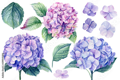 Fotografie Blue hydrangea flowers, branches and leaves, watercolor painting
