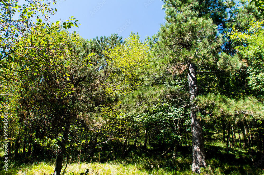 Fototapeta premium La vegetazione nel bosco
