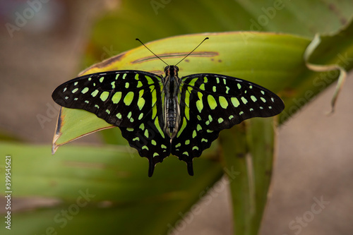 Colorful butterfly standing on a plant leaf