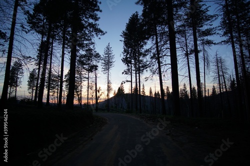 Trees at Sunset