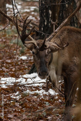 Wild reindeer graze in the forest.