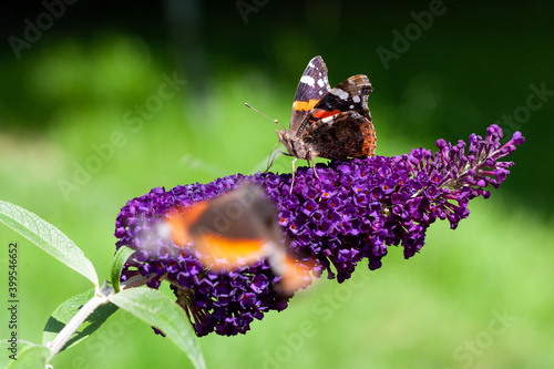 Red Admiral, Vanessa atalanta, butterflies on Buddleja flower or butterfly bush. High quality photo photo