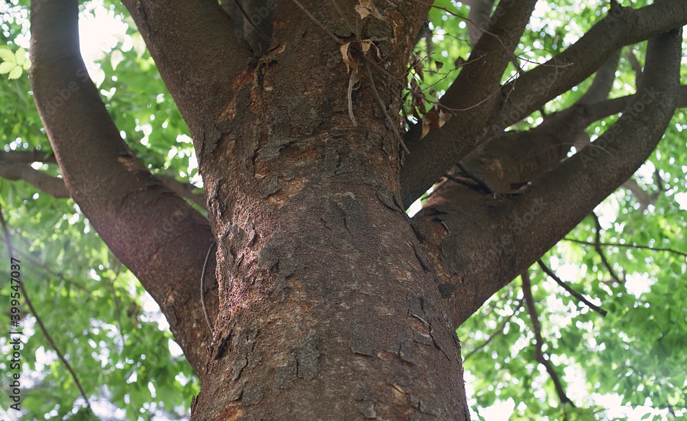 A tree on a summer day